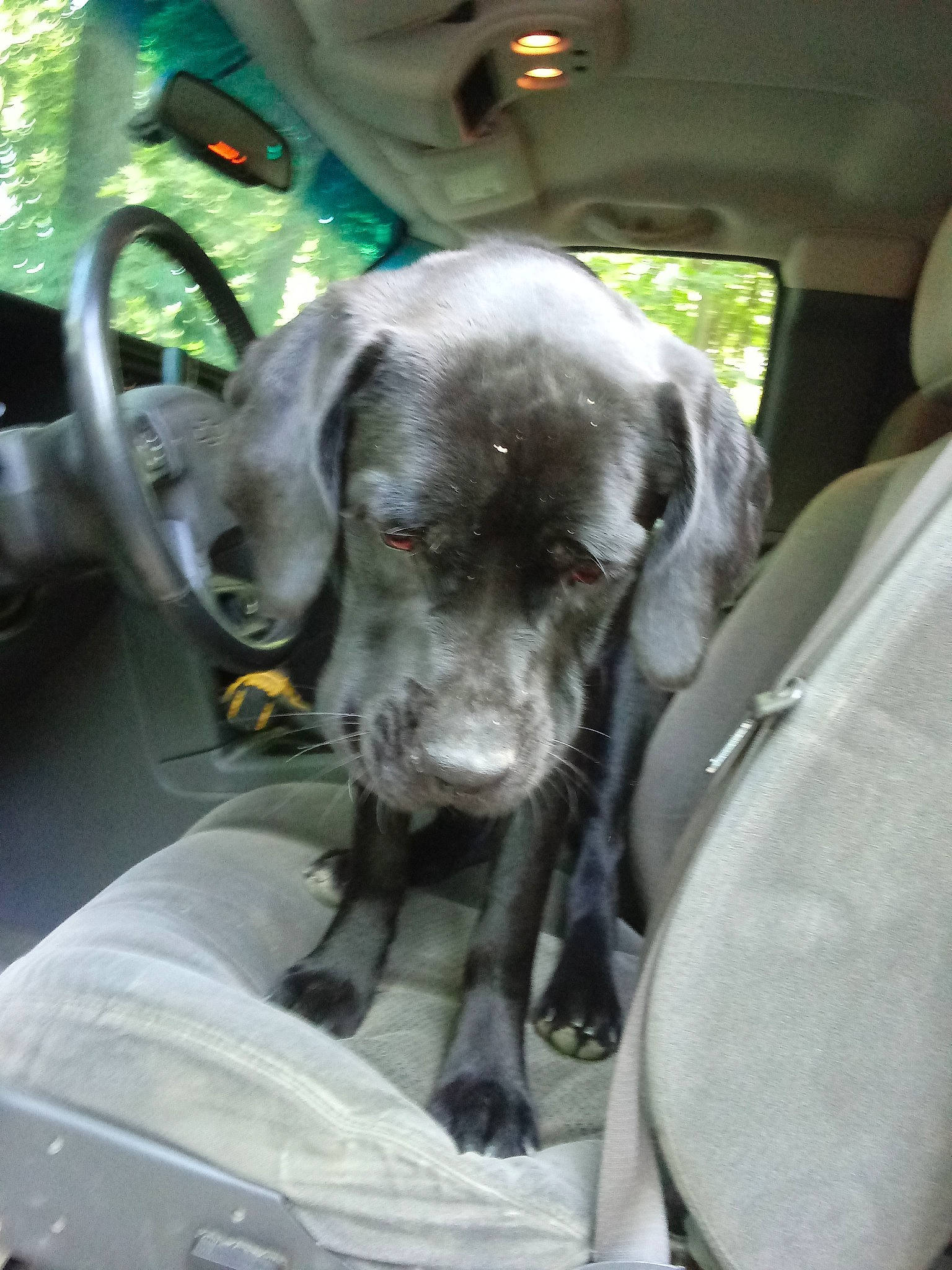 Niko joined the competition — help win amazing prizes! blue_lacy, canidae, carnivore, dog, dog_breed, fawn, great_dane, non_sporting_group, pointer, snout, sporting_group, vizsla, weimaraner