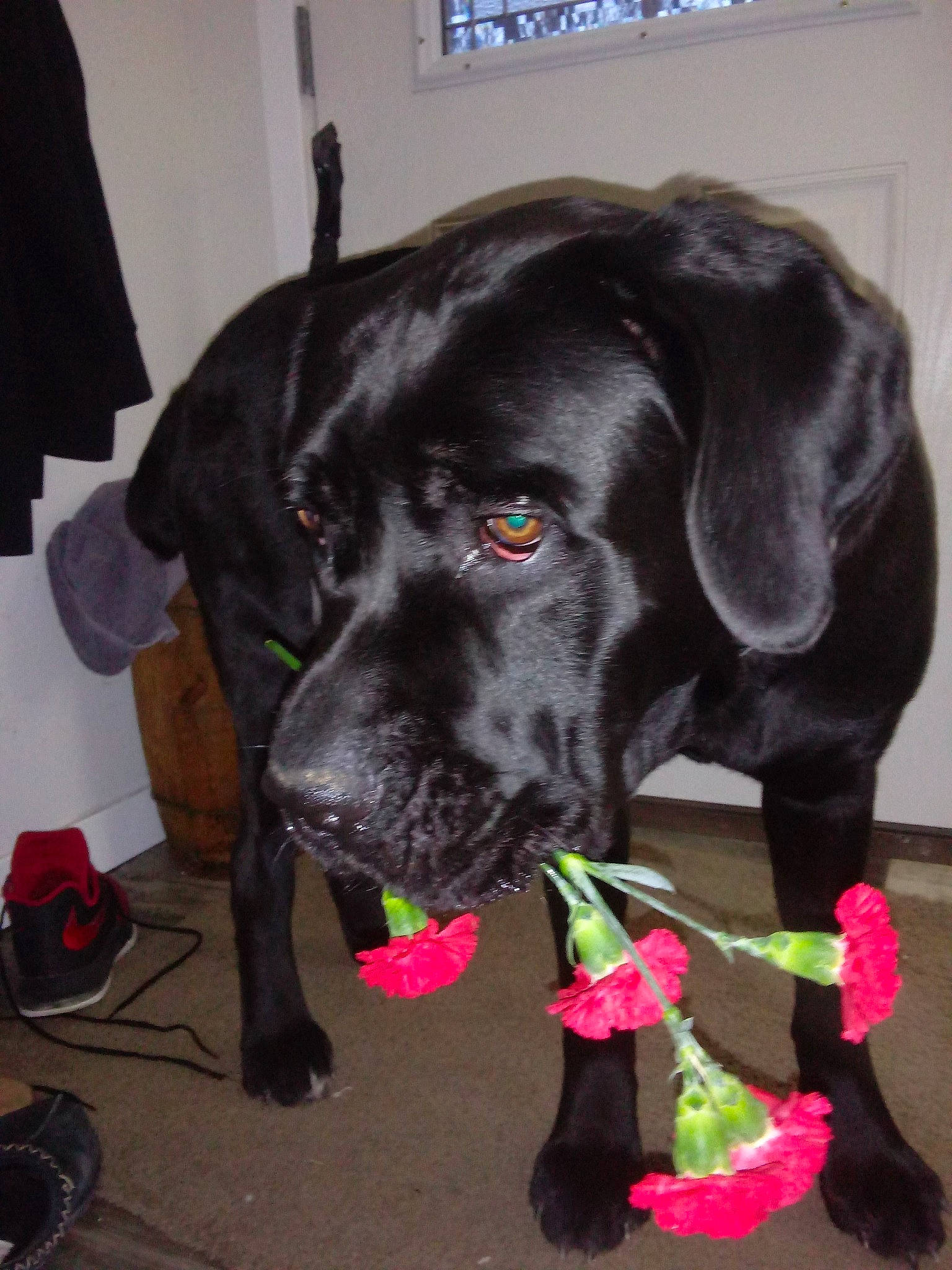 Niko joined the competition — help win amazing prizes! bandog, beagador, black, borador, cane_corso, canidae, carnivore, dog, dog_breed, ear, fawn, guard_dog, labrador_retriever, mammal, snout, sporting_group