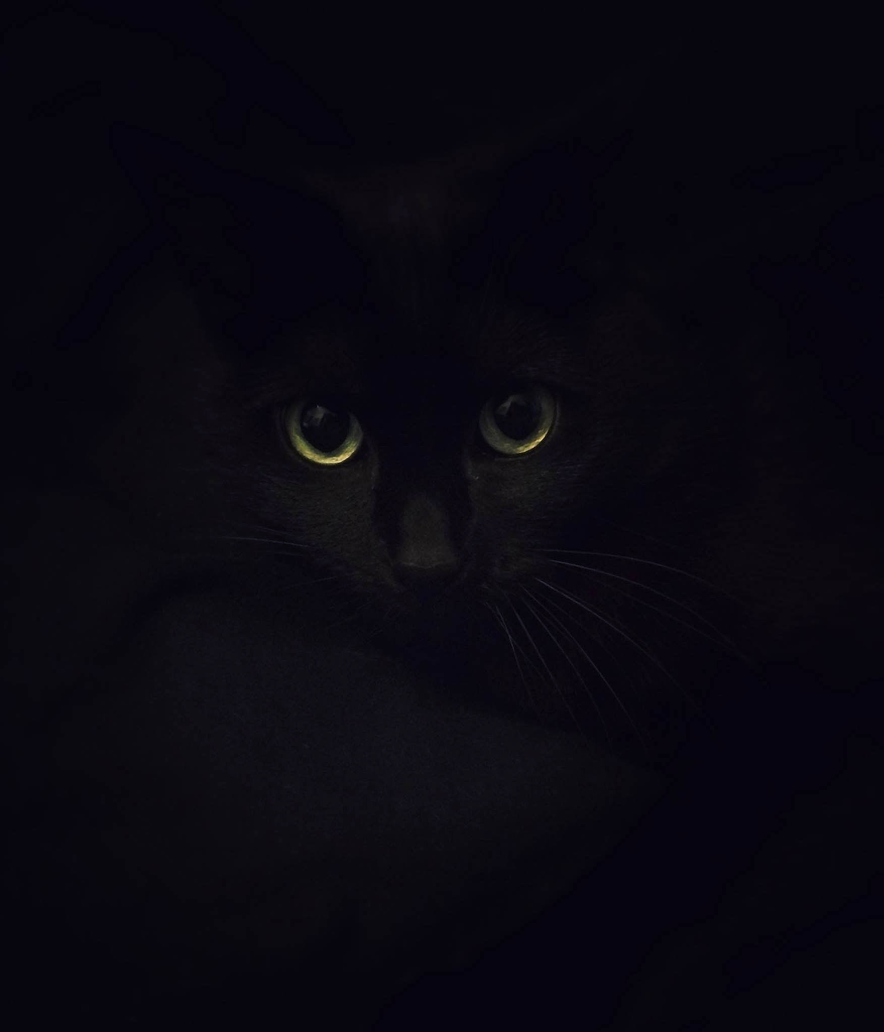 Zina participe au concours pour gagner de l'argent avec cette photo : black_cat, carnivore, cat, darkness, electric_blue, felidae, fur, small_to_medium_sized_cats, snout, terrestrial_animal, whiskers