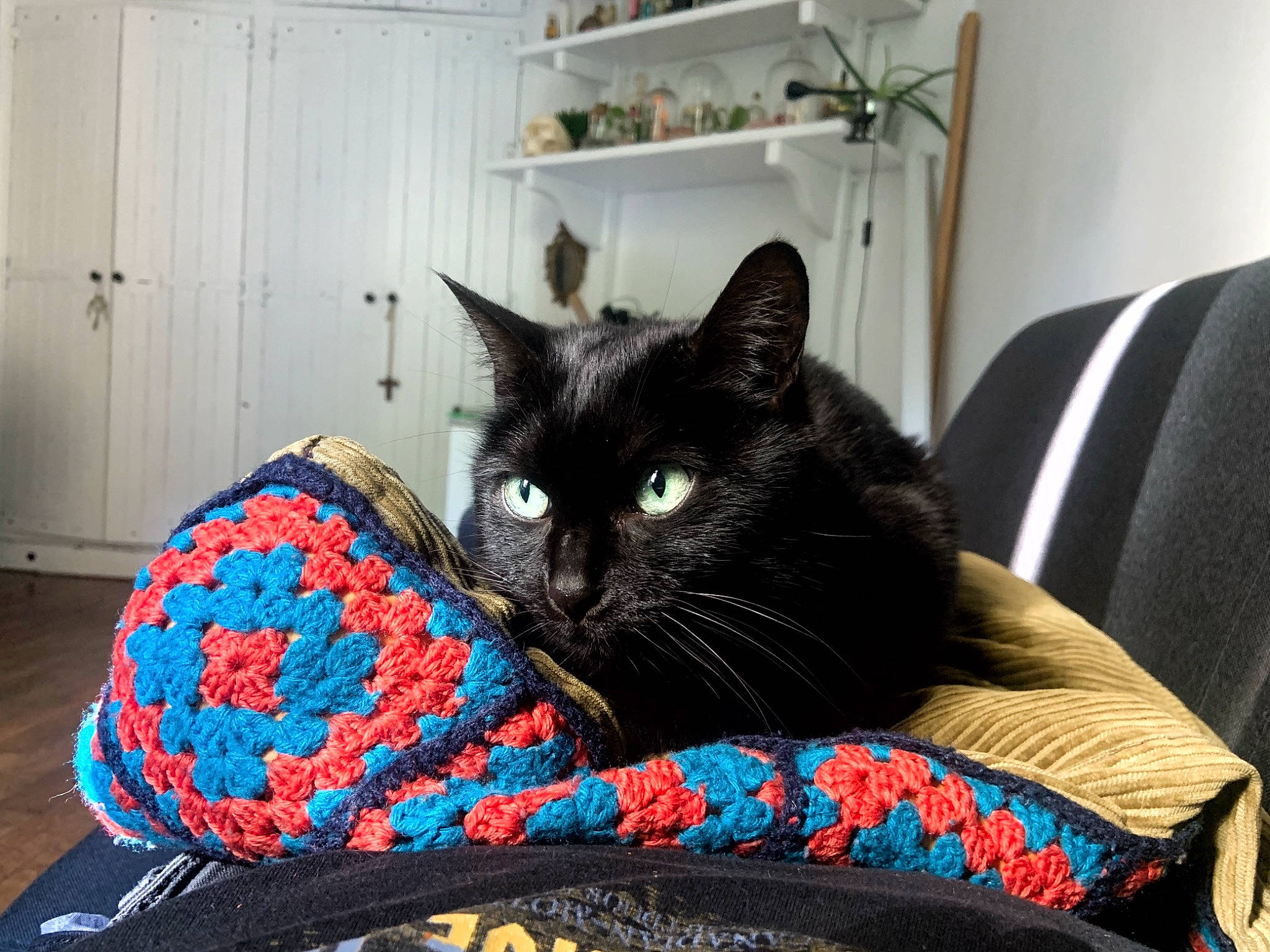 Zina a rejoint le concours — aidez-le/la à gagner de superbes lots ! bed, black_cat, bombay, carnivore, cat, cat_supply, chair, comfort, couch, door, felidae, fur, grey, linens, living_room, room, small_to_medium_sized_cats, tail, textile, whiskers