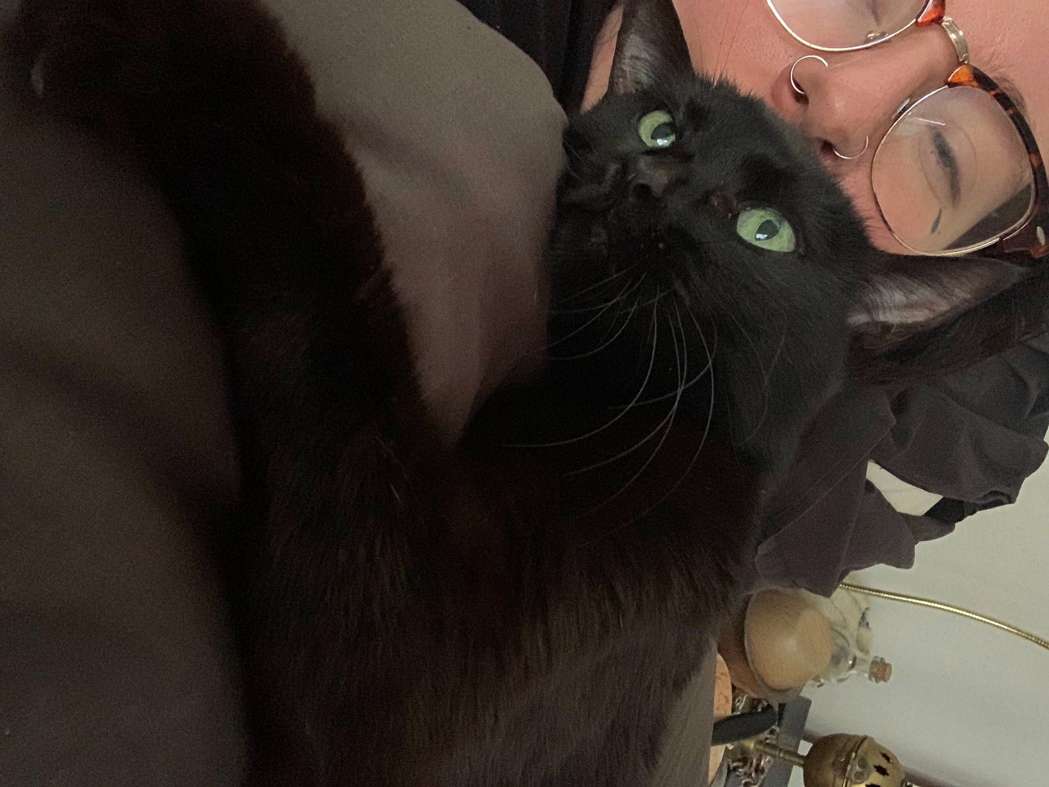 Zina participe au concours pour gagner de l'argent avec cette photo : black_cat, carnivore, cat, collar, comfort, domestic_short_haired_cat, ear, eyewear, fashion_accessory, fawn, felidae, fur, grey, jewellery, moustache, paw, small_to_medium_sized_cats, snout, tail, whiskers