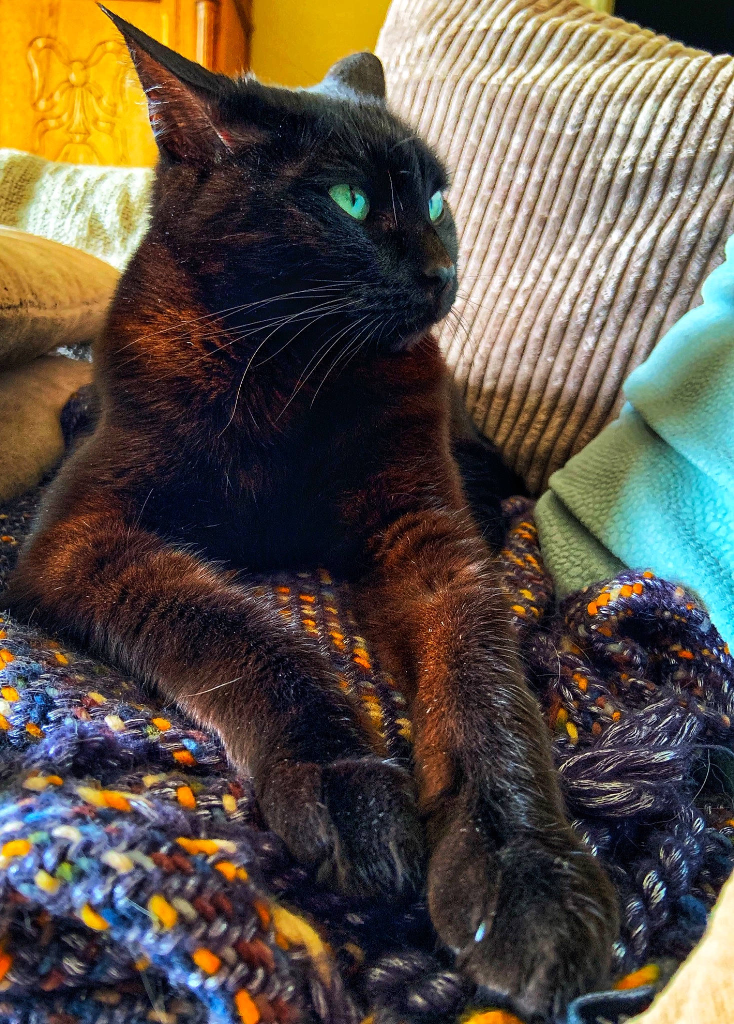 Zina a rejoint le concours — aidez-le/la à gagner de superbes lots ! black_cat, bombay, carnivore, cat, claw, comfort, domestic_short_haired_cat, electric_blue, eye, fawn, felidae, fur, havana_brown, pattern, paw, small_to_medium_sized_cats, snout, tail, terrestrial_animal, whiskers