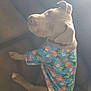 animal, bright, brown_dog, canine, casual, clothing, comfortable, couch, dog, domestic, floral_pattern, furniture, indoor, light, looking_back, pet, pineapple_pattern, portrait, relaxed, shirt