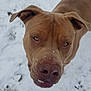 animal, brown_dog, canine, close_up, cold, curious, daylight, dog, ears, fur, muzzle, nature, nose, outdoor, pet, playful, snout, snow, winter, winter_climate