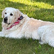 Bear is registered to the contest to win money with this photo: dog, golden_retriever, grass, outdoor, animal, pet, canine, fur, bandana, laying_down, sunlight, nature, relaxed, mammal, friendly, companion, summer, greenery, domestic_animal, cute