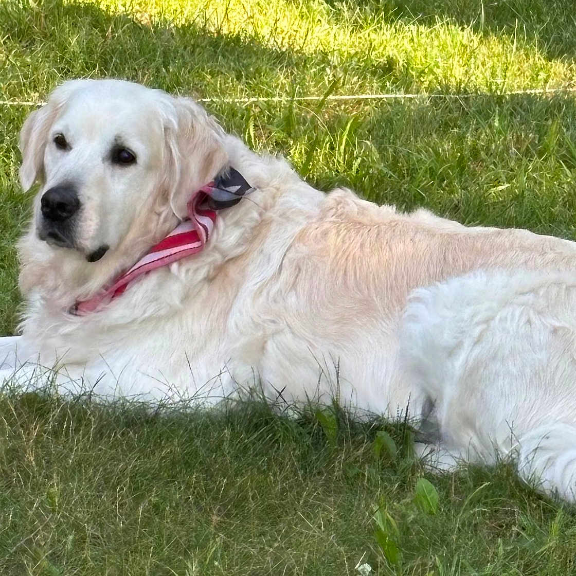 Bear is registered to the contest to win money with this photo: dog, golden_retriever, grass, outdoor, animal, pet, canine, fur, bandana, laying_down, sunlight, nature, relaxed, mammal, friendly, companion, summer, greenery, domestic_animal, cute