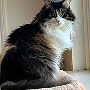 Pokie is registered to the contest to win money with this photo: cat, fluffy, pet, indoor, window, bed, feline, animal, cozy, fur, green_eyes, sitting, portrait, domestic, cute, whiskers, relaxed, natural_light, house, curious