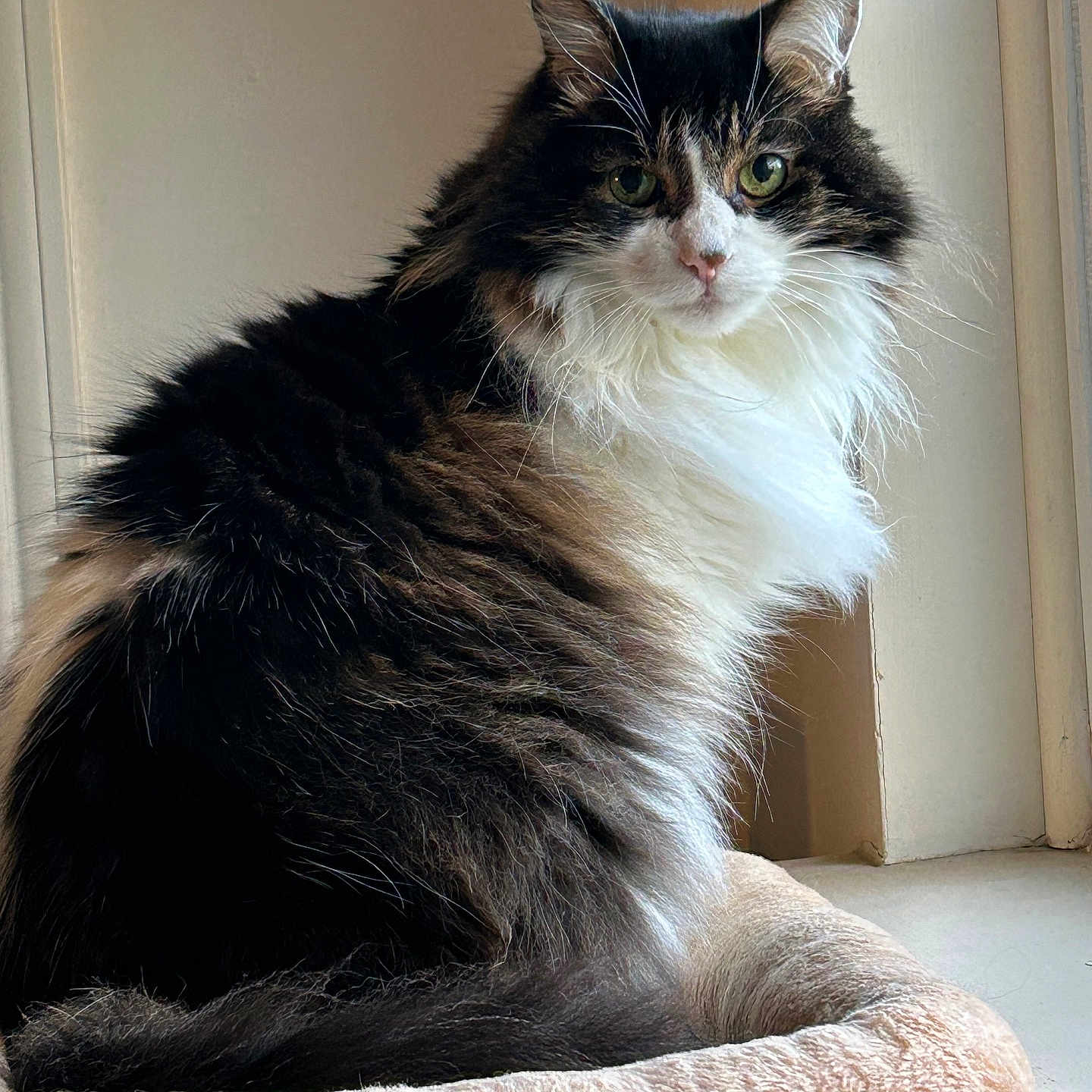 Pokie is registered to the contest to win money with this photo: cat, fluffy, pet, indoor, window, bed, feline, animal, cozy, fur, green_eyes, sitting, portrait, domestic, cute, whiskers, relaxed, natural_light, house, curious