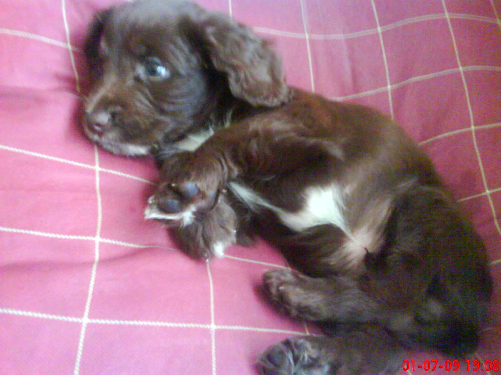 Willow joined the competition — help win amazing prizes! canidae, carnivore, claw, companion_dog, dog, dog_breed, dog_supply, fawn, felidae, fur, liver, paw, pet_supply, snout, sporting_group, tail, terrestrial_animal, toy_dog, whiskers, working_animal