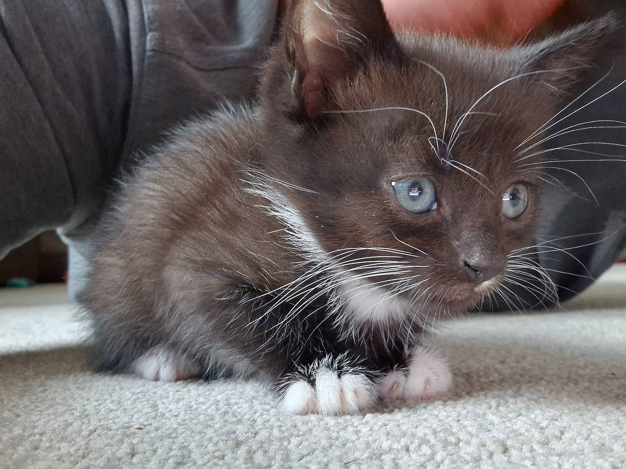 Lelo is registered to the contest to win money with this photo: black_cat, carnivore, cat, claw, domestic_short_haired_cat, felidae, fur, grey, iris, paw, small_to_medium_sized_cats, snout, tail, terrestrial_animal, whiskers