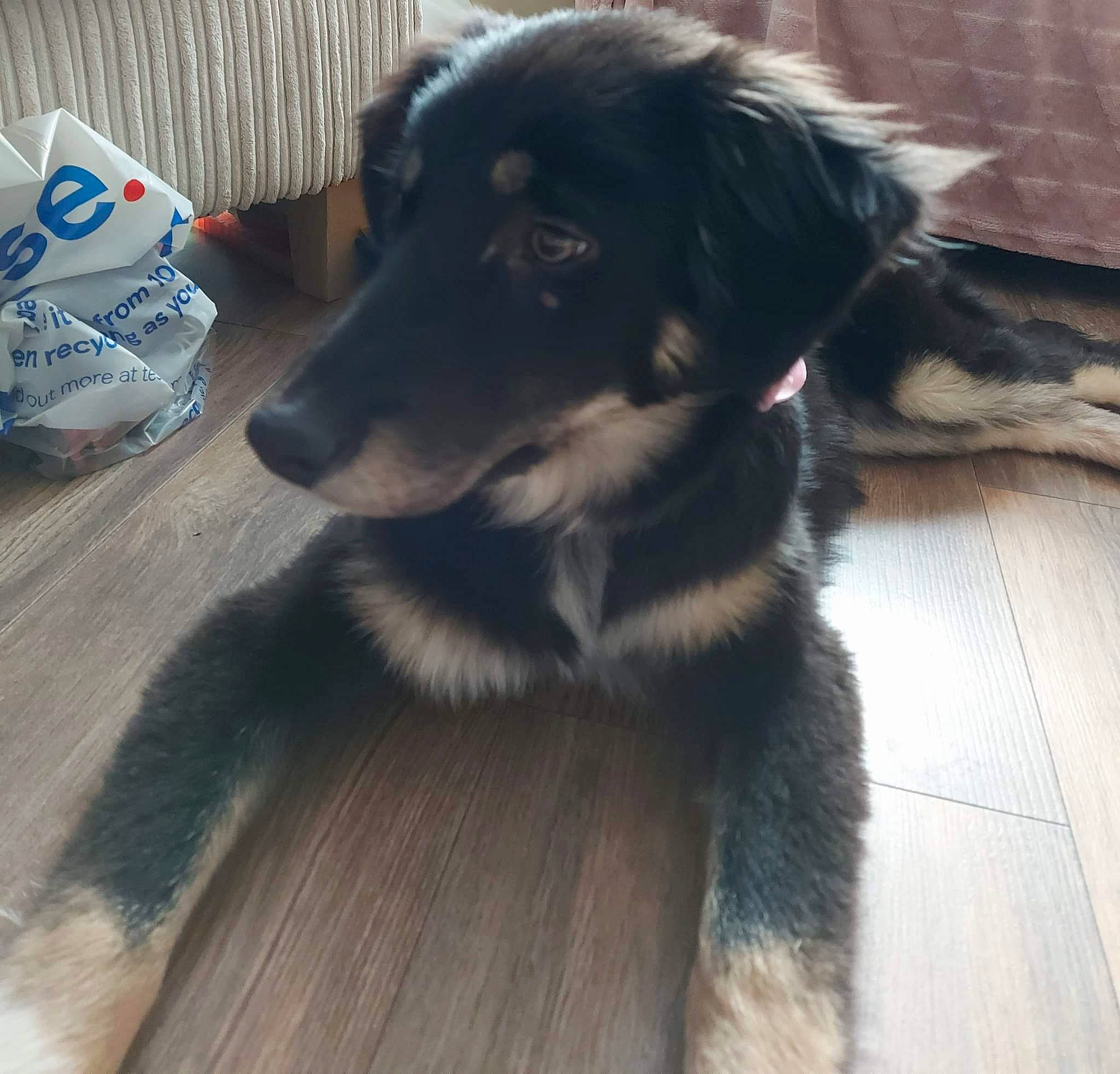 Rosie is registered to the contest to win money with this photo: border_collie, canidae, carnivore, companion_dog, dog, dog_breed, flooring, fur, hardwood, herding_dog, snout, sporting_group, street_dog, whiskers, wood, working_animal, working_dog