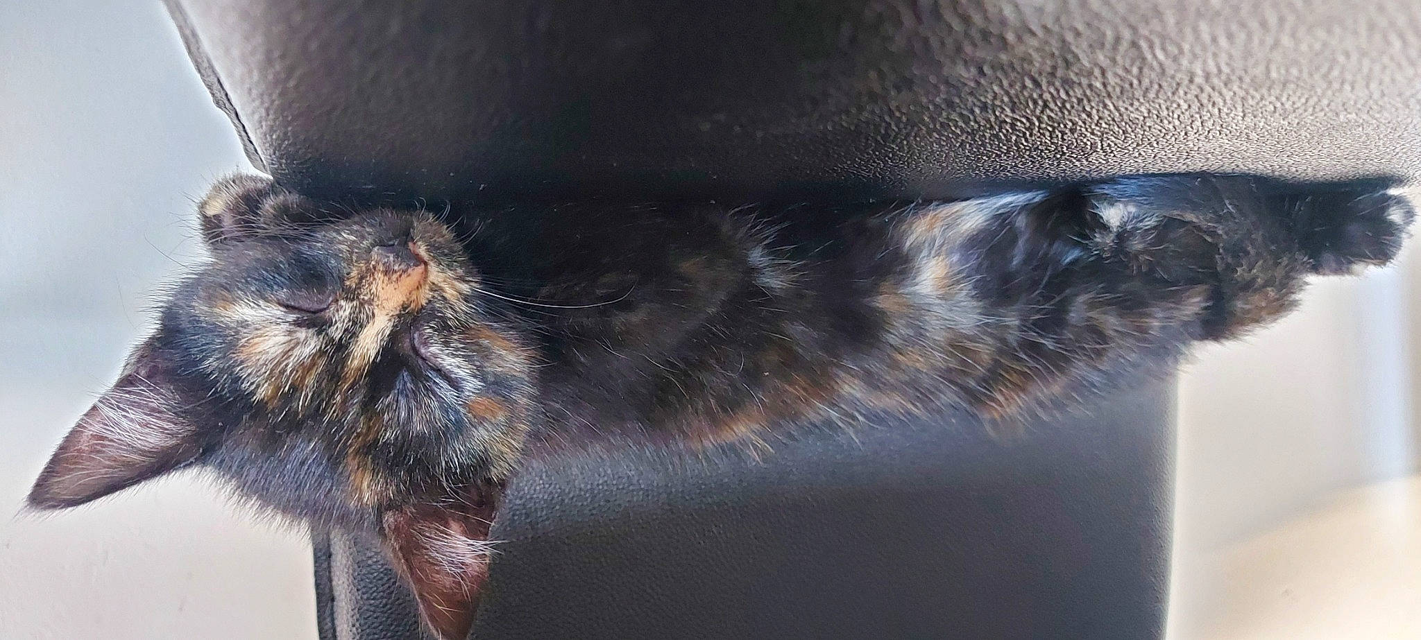 Polly joined the competition — help win amazing prizes! arthropod, carnivore, cat, claw, comfort, domestic_short_haired_cat, felidae, foot, fur, macro_photography, paw, small_to_medium_sized_cats, snout, tail, terrestrial_animal, whiskers