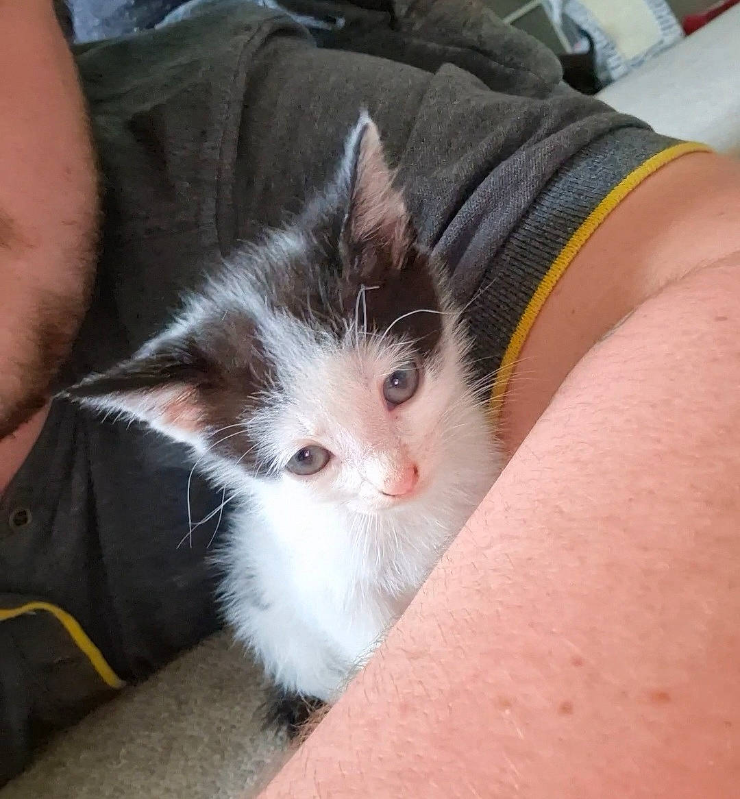 Stitch is registered to the contest to win money with this photo: carnivore, cat, claw, comfort, domestic_short_haired_cat, felidae, foot, fur, gesture, human_leg, lap, nail, paw, small_to_medium_sized_cats, snout, tail, thigh, thumb, toe, whiskers