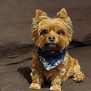 Pickles is registered to the contest to win money with this photo: animal_portrait, attentive, bandana, brown_fur, canine, close_up, companion, couch, cozy, cute, dog, domestic_animal, friendly, fur, furniture, indoor, looking_at_camera, pet, sitting, small_dog