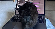 Zakaria a rejoint le concours — aidez-le/la à gagner de superbes lots ! cat, black_cat, laptop, keyboard, lap, feet, person, jeans, indoor, furniture, cabinet, documents, basket, tile_floor, cozy, pet, technology, working, screen, computer