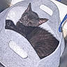 Zakaria a rejoint le concours — aidez-le/la à gagner de superbes lots ! kitten, black_cat, sleeping, basket, cozy, furry, pet, indoor, cute, resting, small, feline, soft, fur, animal, domestic, nap, handle, cushion, gray