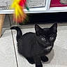 black_kitten, cat, kitten, pet, indoor, floor, tile, toy, colorful, fuzzy, playful, young_animal, curious, small, animal, cute, domestic, fur, whiskers, ears