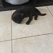 Zakaria participe au concours pour gagner de l'argent avec cette photo : kitten, black_cat, sleeping, tile_floor, pet_bed, wicker_basket, indoor, floor_tiles, resting, small_animal, feline, cute, cozy, quiet, home, animal, young_cat, domestic_pet, sleep, relaxation