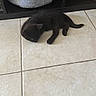 kitten, black_cat, sleeping, tile_floor, pet_bed, wicker_basket, indoor, floor_tiles, resting, small_animal, feline, cute, cozy, quiet, home, animal, young_cat, domestic_pet, sleep, relaxation