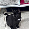 Zakaria participe au concours pour gagner de l'argent avec cette photo : kitten, black_cat, white_patch, floor, tile, furniture, drawer, pink_box, curious, pet, indoor, small, young, animal, cute, domestic, whiskers, ears, tail, sitting