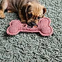 Sage is registered to the contest to win money with this photo: puppy, dog, toy, plush_toy, rope_toy, carpet, rug, footwear, slippers, indoor, pet, cute, small_dog, playful, animal, lying_down, brown, beige, floor, home