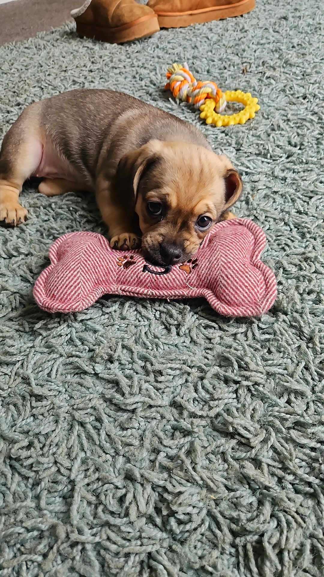Sage is registered to the contest to win money with this photo: puppy, dog, toy, plush_toy, rope_toy, carpet, rug, footwear, slippers, indoor, pet, cute, small_dog, playful, animal, lying_down, brown, beige, floor, home