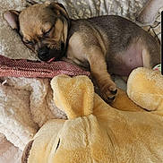 Sage joined the competition — help win amazing prizes! puppy, sleeping, blanket, stuffed_animal, cozy, cute, dog, pet, indoor, soft, resting, fur, tongue_out, comfort, young, animal, relaxing, snuggle, home, adorable
