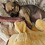 puppy, sleeping, blanket, stuffed_animal, cozy, cute, dog, pet, indoor, soft, resting, fur, tongue_out, comfort, young, animal, relaxing, snuggle, home, adorable