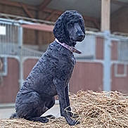 Tchuck participe au concours pour gagner de l'argent avec cette photo : animal, barn, black_dog, canine, collar, curly_fur, dog, domestic_animal, farm, fur, hay, indoor, looking_away, mammal, pet, poodle, quiet, sitting, stable, wood