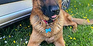 Plouf participe au concours pour gagner de l'argent avec cette photo : animal, canine, car, collar, dog, flowers, fur, german_shepherd, grass, greenery, mammal, nature, outdoor, pet, playful, relaxed, summer, sunlight, tag, tongue_out