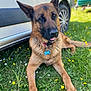 animal, canine, car, collar, dog, flowers, fur, german_shepherd, grass, greenery, mammal, nature, outdoor, pet, playful, relaxed, summer, sunlight, tag, tongue_out