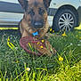 animal, car, collar, daytime, dog, flowers, frisbee, german_shepherd, grass, nature, outdoor, park, pet, playing, resting, sunlight, tag, wheel, white_flowers, yellow_flowers