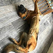 Plouf a rejoint le concours — aidez-le/la à gagner de superbes lots ! animal, baby_gate, black, brown, canine, collar, dog, domestic, floor, fur, furniture, german_shepherd, household, indoor, lying_down, paw, pet, relaxed, tail, wooden_floor