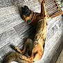 animal, baby_gate, black, brown, canine, collar, dog, domestic, floor, fur, furniture, german_shepherd, household, indoor, lying_down, paw, pet, relaxed, tail, wooden_floor