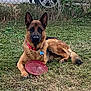 animal, canine, car_wheel, collar, dog, domestic_animal, fence, frisbee, german_shepherd, grass, lying_down, nature, outdoor, paw, pet, playful, red, summer, tag, yard