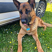 Plouf a rejoint le concours — aidez-le/la à gagner de superbes lots ! dog, german_shepherd, grass, flowers, car, outdoor, pet, collar, tag, nature, animal, canine, paw, sunlight, relaxed, tongue_out, vehicle, wheel, greenery, summer