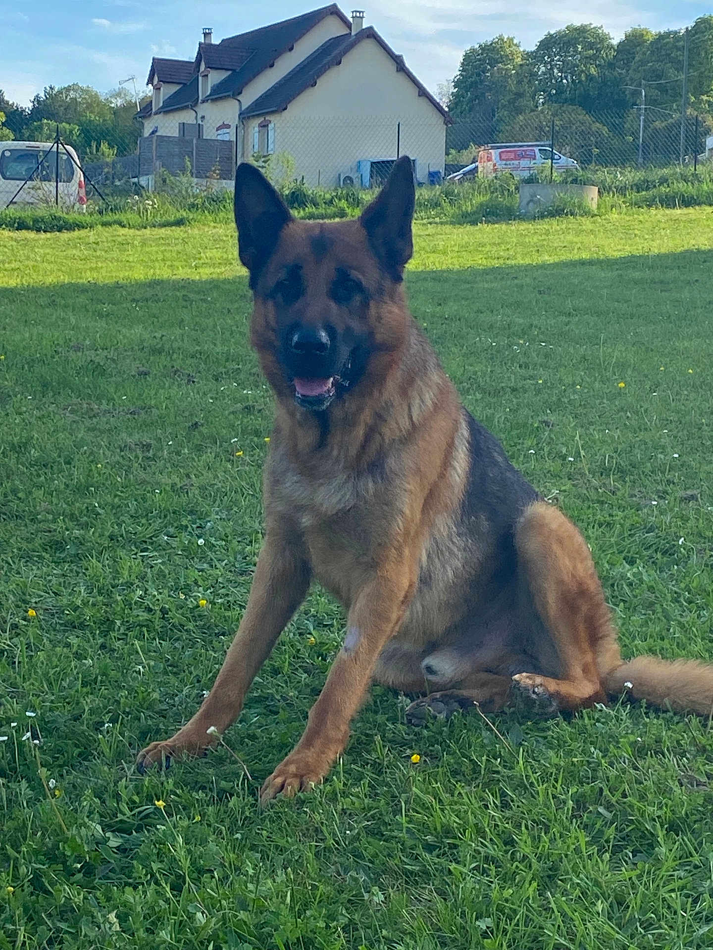 Plouf participe au concours pour gagner de l'argent avec cette photo : dog, german_shepherd, grass, field, house, vehicle, daylight, outdoor, pet, canine, nature, animal, sitting, fur, ears, snout, tail, rural, sky, trees
