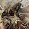 kitten, cat, tabby, paws, bed, blanket, cute, playful, fur, indoor, animal, pet, whiskers, young, striped, sleepy, cozy, resting, closeup, soft