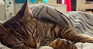 Taymen a rejoint le concours — aidez-le/la à gagner de superbes lots ! cat, tabby_cat, sleeping, blanket, bed, indoor, cozy, soft, feline, pet, resting, sunlight, window, home, furniture, comfort, relaxing, animal, closeup, warm