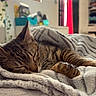 cat, tabby_cat, sleeping, blanket, bed, indoor, cozy, soft, feline, pet, resting, sunlight, window, home, furniture, comfort, relaxing, animal, closeup, warm