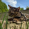 Taymen a rejoint le concours — aidez-le/la à gagner de superbes lots ! cat, kitten, tabby, grass, outdoor, blue_sky, clouds, stone, harness, nature, animal, pet, young_cat, greenery, sunlight, closeup, curious, whiskers, ears, daytime
