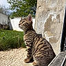 Taymen a rejoint le concours — aidez-le/la à gagner de superbes lots ! cat, kitten, tabby, sitting, side_view, outdoor, sunlight, wall, concrete, grass, garden, blue_sky, greenery, nature, pets, animal, fur, whiskers, young, curious