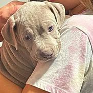 Jake is registered to the contest to win money with this photo: affection, casual_clothing, child, closeup, comfort, cuddle, cute, dog, hug, indoor, love, person, pet, portrait, puppy, shoulder, soft, tender, wrinkles, young