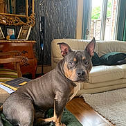 Alf participe au concours pour gagner de l'argent avec cette photo : dog, pet, indoor, living_room, blanket, sofa, cushion, wooden_floor, window, natural_light, furniture, decor, mirror, photo_frame, carpet, ears, sitting, alert, brown, gray