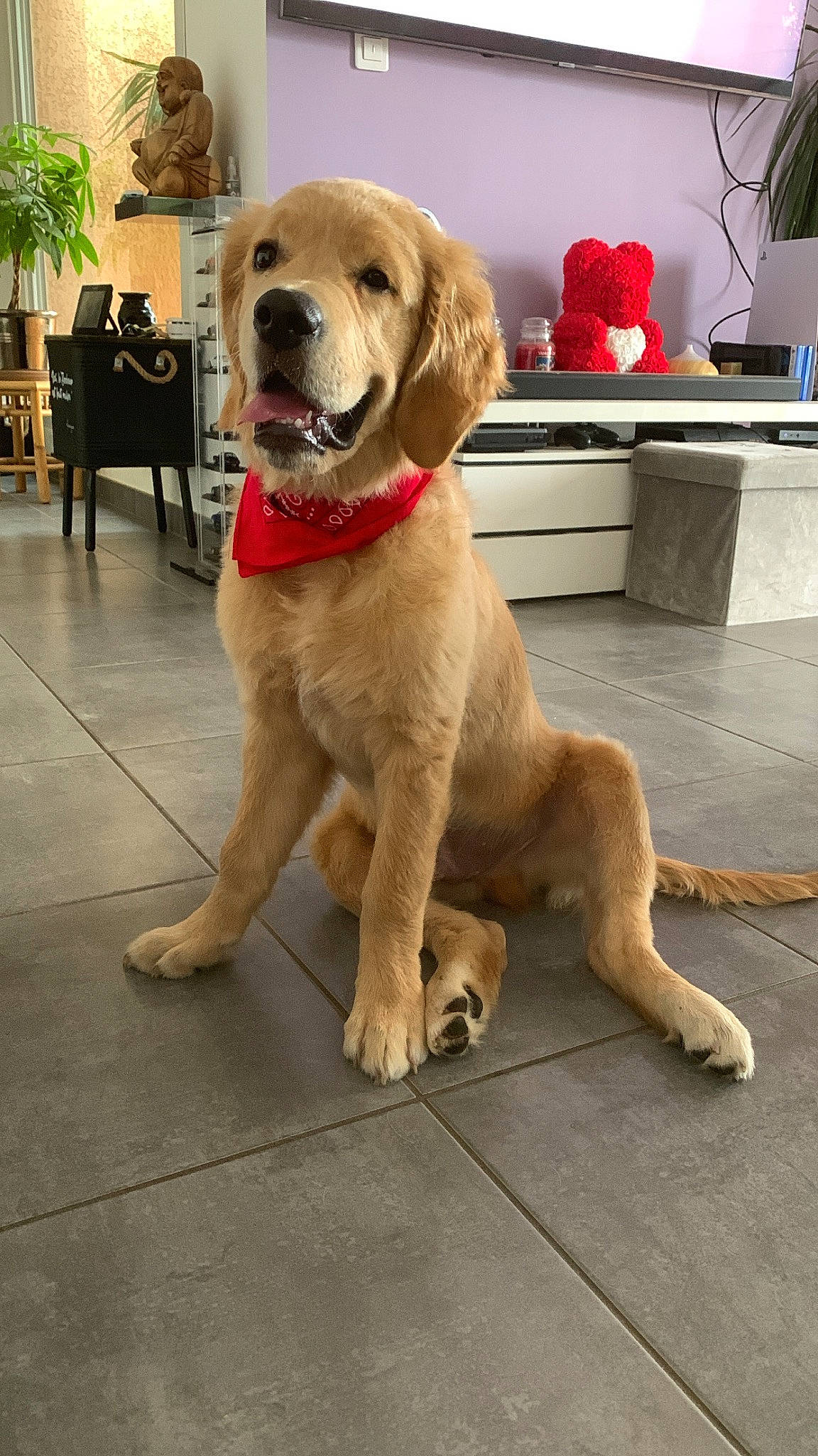 Ciro participe au concours pour gagner de l'argent avec cette photo : carnivore, chair, collar, companion_dog, dog, dog_breed, dog_collar, floor, flooring, flowerpot, fur, houseplant, palm_tree, paw, plant, retriever, sporting_group, tail, working_animal, working_dog