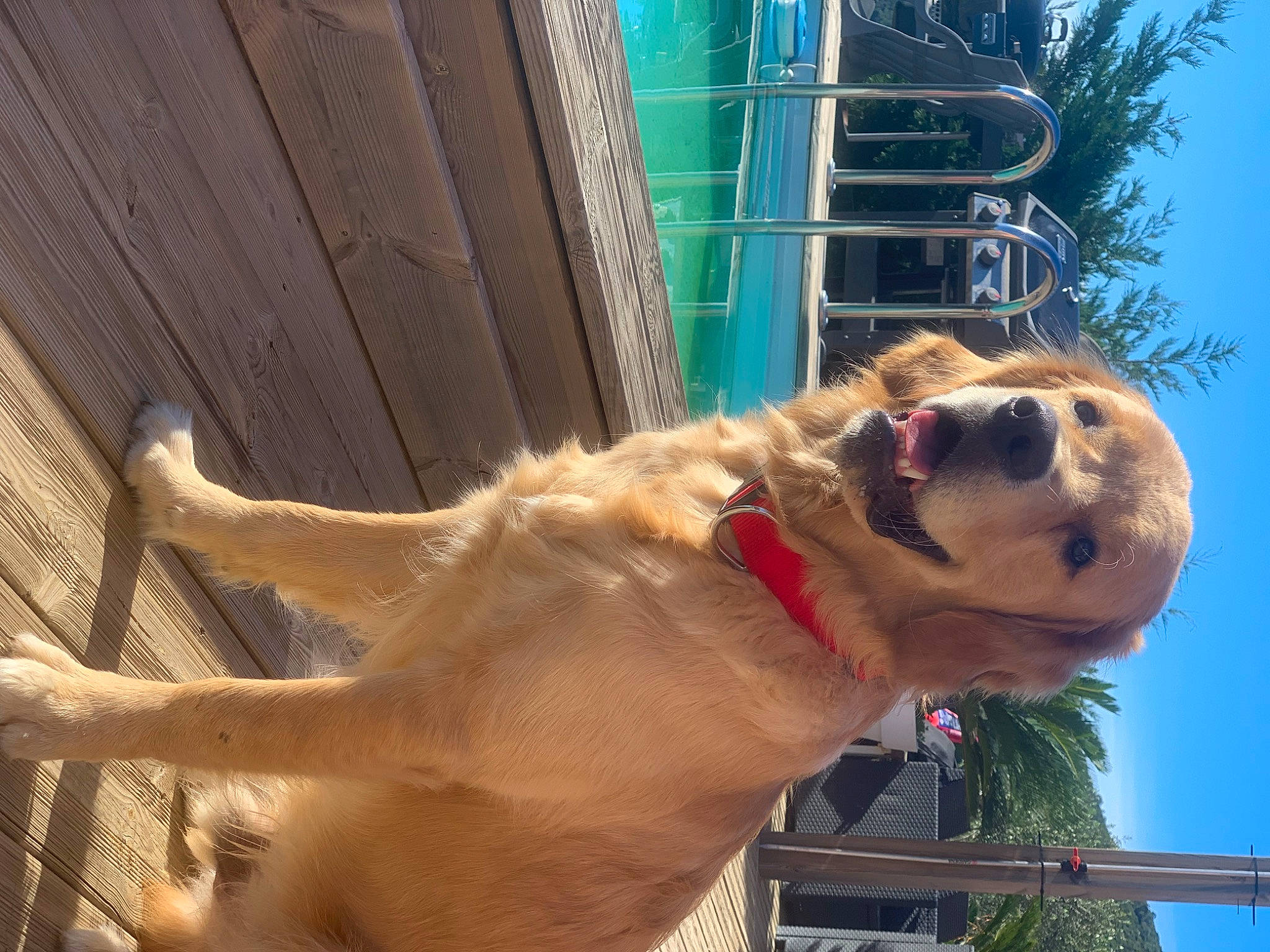 Ciro a rejoint le concours — aidez-le/la à gagner de superbes lots ! canidae, carnivore, collar, companion_dog, dog, dog_breed, dog_collar, dog_supply, eyewear, fawn, fur, leash, pet_supply, sky, snout, sporting_group, tail, tree, wood, working_animal