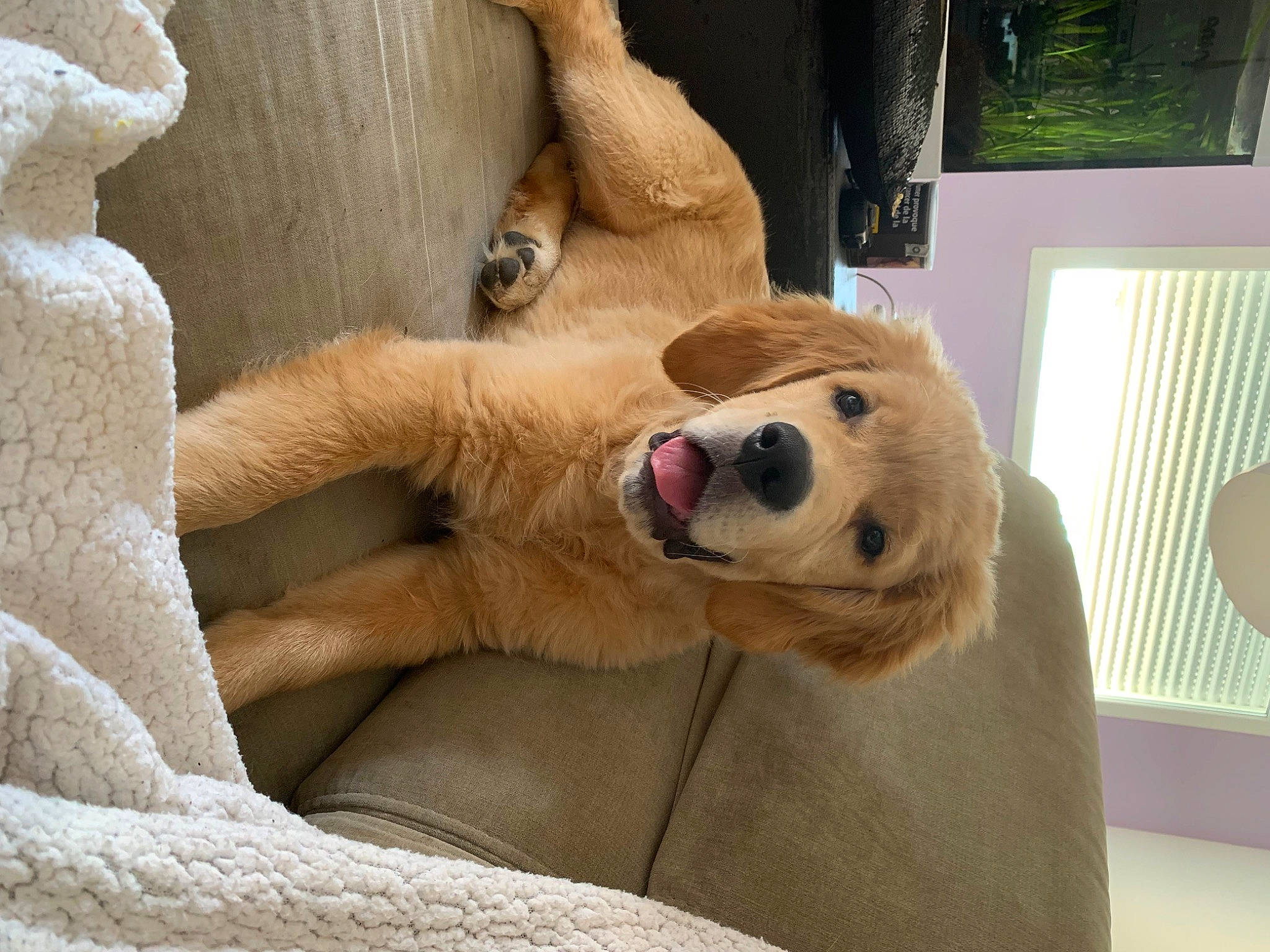 Ciro participe au concours pour gagner de l'argent avec cette photo : art, canidae, carnivore, comfort, companion_dog, dog, dog_breed, fawn, felidae, foot, fur, paw, plush, sculpture, snout, sporting_group, stuffed_toy, terrestrial_animal, whiskers, wildlife