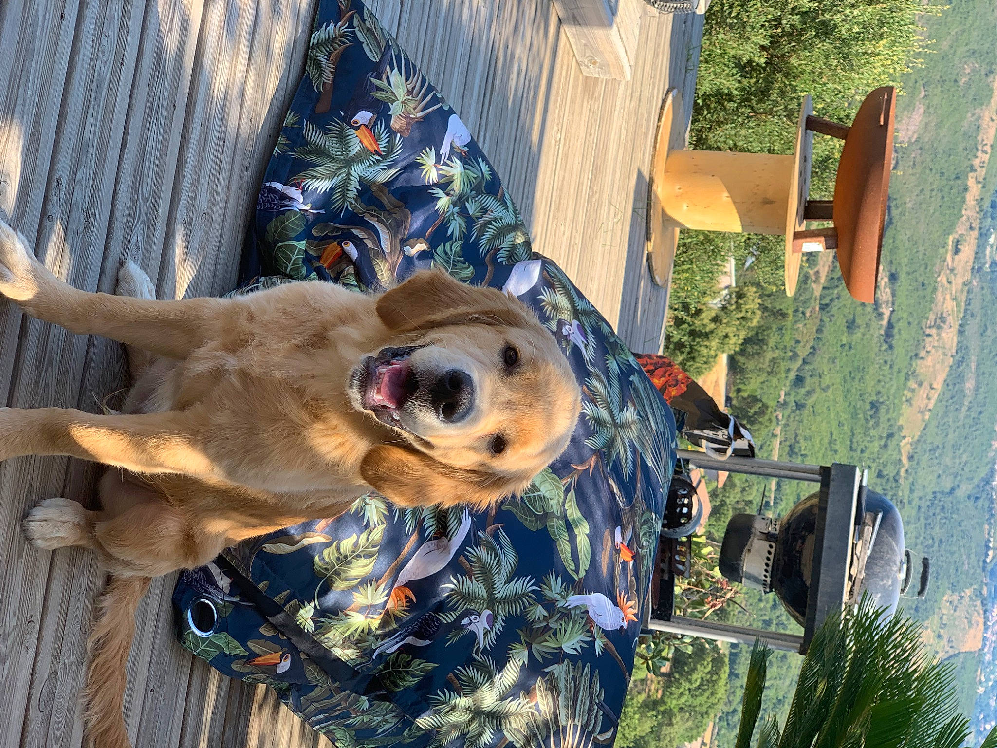 Ciro participe au concours pour gagner de l'argent avec cette photo : canidae, carnivore, collar, companion_dog, dog, dog_breed, dog_supply, fawn, fun, fur, grass, guard_dog, leash, pet_supply, plant, snout, sporting_group, tree, wood, working_animal