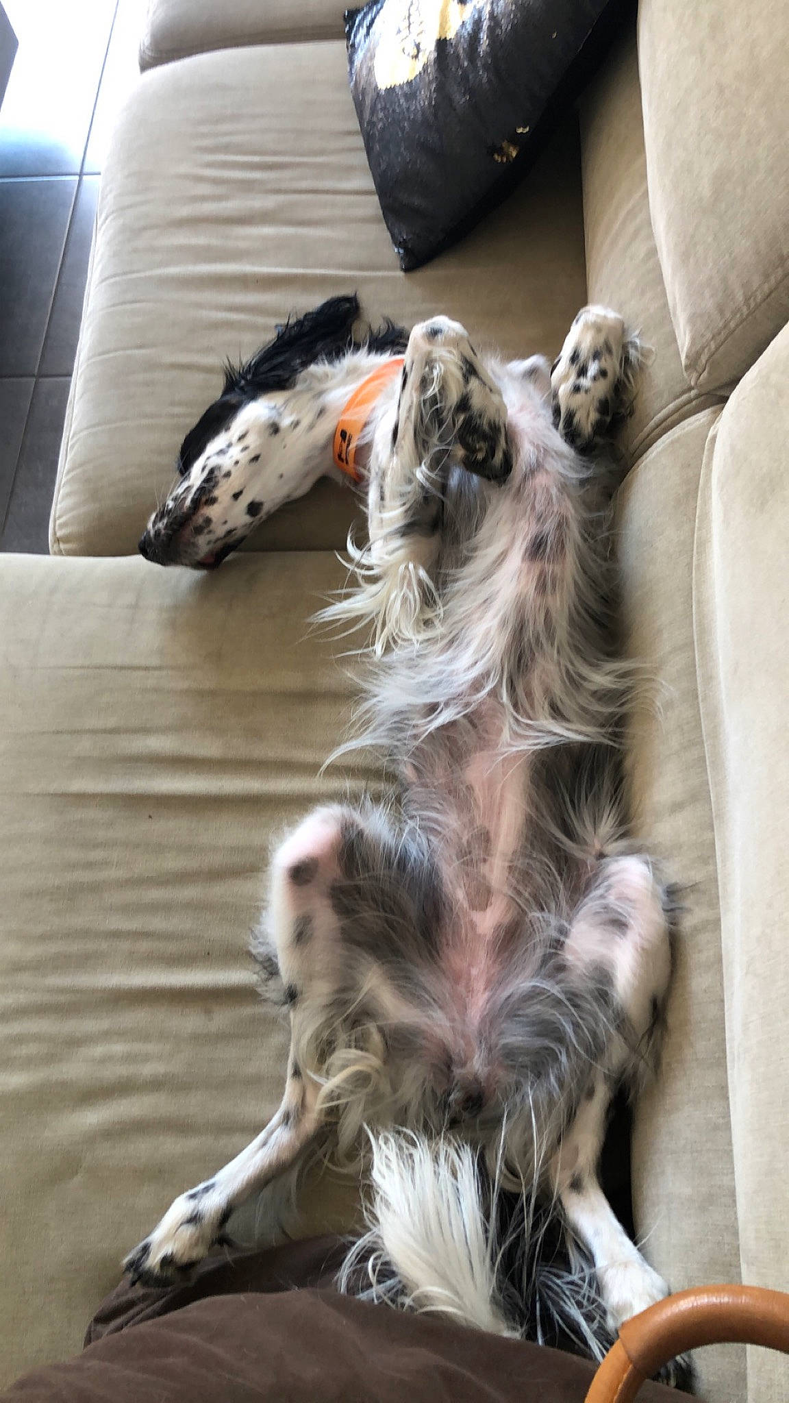 Maya a rejoint le concours — aidez-le/la à gagner de superbes lots ! canidae, carnivore, claw, companion_dog, dog, dog_breed, felidae, fur, paw, small_to_medium_sized_cats, snout, sporting_group, tail, terrestrial_animal, whiskers, wood