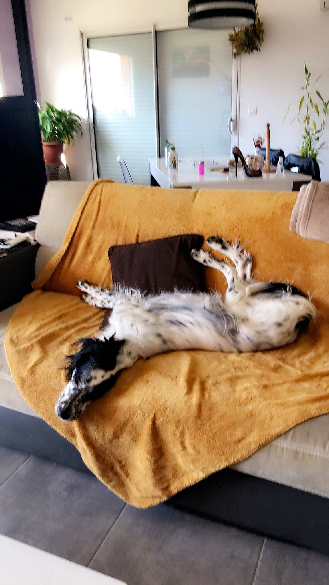 Maya participe au concours pour gagner de l'argent avec cette photo : cabinetry, carnivore, comfort, companion_dog, couch, dog, dog_breed, fawn, felidae, floor, flooring, furniture, hardwood, houseplant, interior_design, linens, plant, small_to_medium_sized_cats, table, wood